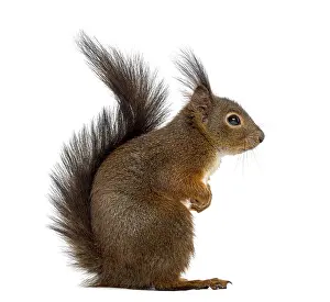 Rodent Animal Photo Prints: Red squirrel in front of a white background