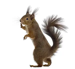 Isolated Animal Image Prints: Red squirrel in front of a white background