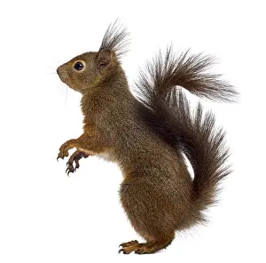 Isolated Image Prints: Red squirrel in front of a white background