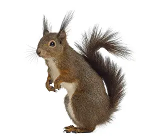 Isolated Animal Photo Prints: Red squirrel in front of a white background