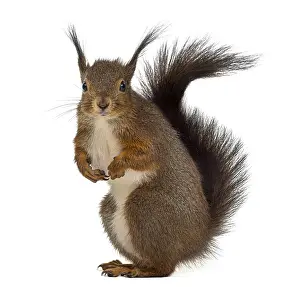 Bright Light Colored Background Image Prints: Red squirrel in front of a white background