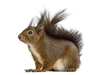 Isolated Animal Photo Prints: Red squirrel in front of a white background