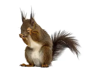Studio Shot Photo Prints: Red squirrel in front of a white background