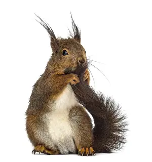 Isolated Animal Photo Prints: Red squirrel in front of a white background