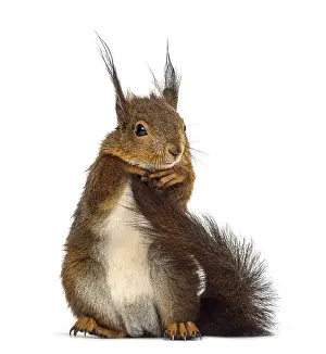 Rodent Animal Photo Prints: Red squirrel in front of a white background