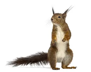 Studio Shot Photo Prints: Red squirrel in front of a white background