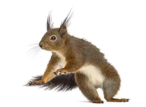 Isolated Animal Photo Prints: Red squirrel in front of a white background