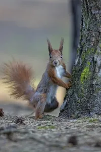 No People Forest Landscape Photo Prints: Red squirrel in the wild in the forest