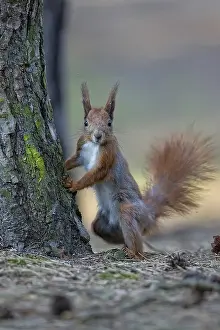 Forest Wildlife Photography Prints: Red squirrel in the wild in the forest