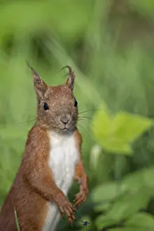 Forest Wildlife Photography Prints: Red squirrel in the wild in the forest