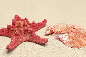 Red Starfish Prints: Red starfish and shell on sandy background