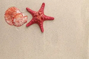 Mediterranean Sea Life Prints: Red starfish and shell on sandy background
