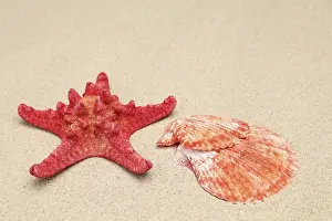 Red Starfish Prints: Red starfish and shell on sandy background
