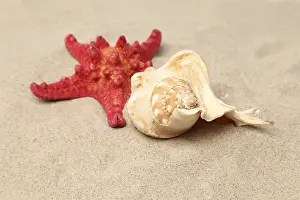 Red Starfish Prints: Red starfish and shell on sandy background