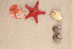 Red Starfish Prints: Red starfish and shell on sandy background