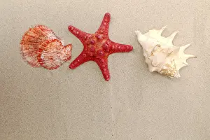 Mollusc Images Prints: Red starfish and shells on sandy background