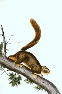 Digital Restoration Of Vintage Image Prints: Red-tailed squirrel (Sciurus granatensis)