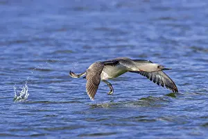 Svalbard Wildlife Prints: Red-throated loon, red-throated diver (Gavia stellata) adult in breeding plumage taking off from lake in summer