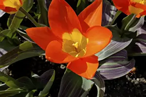 Open Air Nature Scene Prints: Red tulip from above