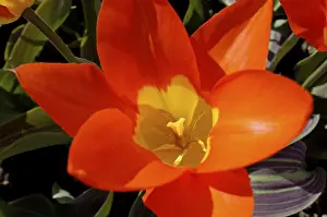 Top Down View Of Plants Prints: Red tulip from above