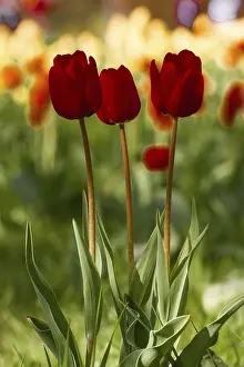Red Tulips Prints: Three red tulips