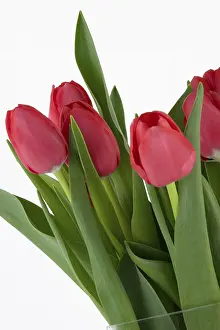 Heralds Of Spring Prints: Red tulips