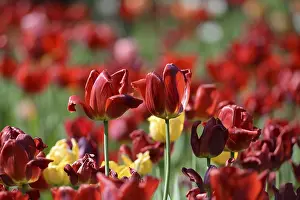 Red Tulips Prints: Red tulips