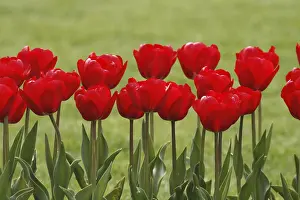 Heralds Of Spring Prints: Red tulips