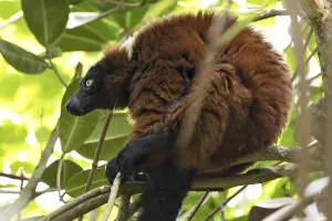 Prints of Red vari sitting and watching in branches, red vari between tree leaves on branch, red fur and black face with yellow eyes, half-monkey, maki species, lemur species, Varecia rubra, Masoala Halle Red Ruffed Lemur Prints: Red Vari Lemur Print, Zurich Zoo, Switzerland