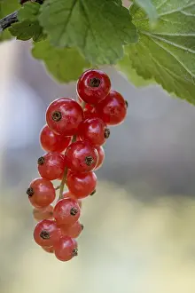 Red Coloured Berries Prints: Redcurrant or red currant (Ribes rubrum)