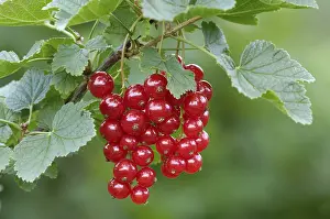 Fresh Grocery Produce Prints: Redcurrant, Ribes rubrum