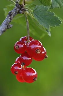 Fresh Fruit Plant Prints: Redcurrant, Ribes rubrum