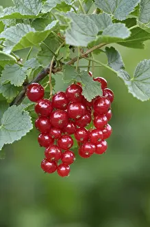 Fresh Fruit Plant Prints: Redcurrant, Ribes rubrum