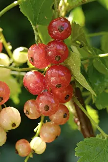 Close Up Red Fruit Prints: Redcurrant Ribes rubrum