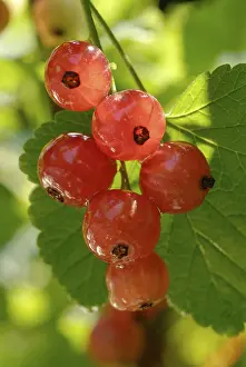 Close Up Photography Prints: Redcurrant Ribes rubrum