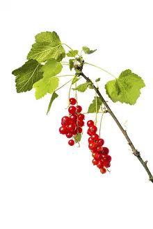 Redcurrant Fruit Prints: Redcurrant (Ribes rubrum), fruit