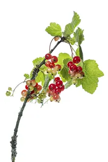 Redcurrant Fruit Prints: Redcurrant (Ribes rubrum), fruit