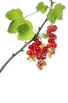 Redcurrant Fruit Prints: Redcurrant (Ribes rubrum), fruit