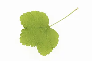 Ribes Rubrum Plant Prints: Redcurrant (Ribes rubrum), leaf on white background