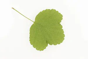 Ribes Rubrum Plant Prints: Redcurrant (Ribes rubrum), leaf on white background