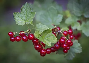 German Berries Prints: Redcurrant or (Ribes rubrum), Stuttgart