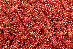Vitamin Rich Berries Prints: Redcurrants