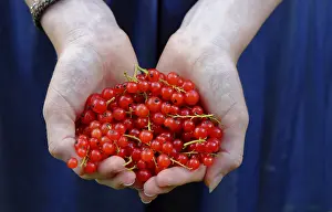 Fresh Fruit Images Prints: Redcurrants in hands