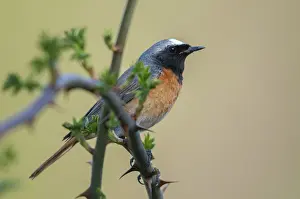 Garden Birds Photography Prints: Redtail, Phoenicurus phoenicurus