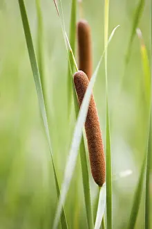 Reed Reed Print by imageBROKER
