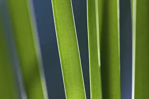 Aquatic Macrophyte Images Prints: Reed, detail
