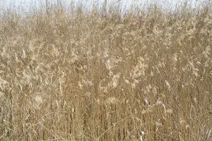 Prints of Reed, Phragmites australis, full format, background image Molossidae Prints: Phragmites australis Reed Print, Full Format