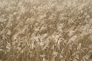 Prints of Reed, Phragmites australis, full format, background image Molossidae Prints: Phragmites australis Print - Reed, Full Format