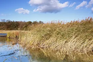 Saxony Anhalt Germany Landscape Prints: Reed swaying in the strong wind