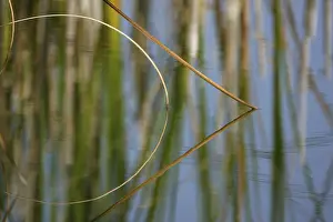 Water Body Reflections Prints: Reeds reflected on the surface of a lake